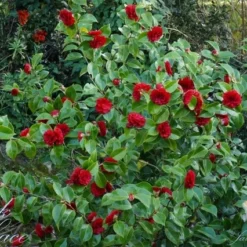 Camellia (Camellia Japonica 'Black Lace') -Tuin Stek Verkoop camellia ret. black lace 1