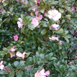 Camelia Als Boom (Camellia Sasanqua) -Tuin Stek Verkoop camellia sasangua 2 1