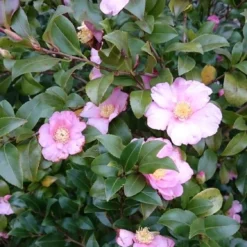 Camelia Als Bonsai (Camellia Sasanqua) 15 Camelia Als Bonsai (Camellia Sasanqua) -Tuin Stek Verkoop camellia sasangua 3