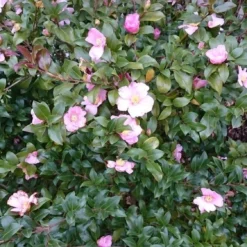 Camelia Als Bonsai (Camellia Sasanqua) 14 Camelia Als Bonsai (Camellia Sasanqua) -Tuin Stek Verkoop camellia sasangua 4