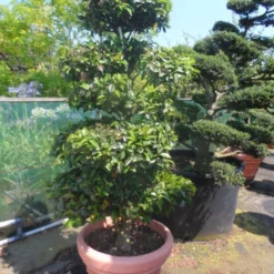 Camelia Als Bonsai (Camellia Sasanqua) 16 Camelia Als Bonsai (Camellia Sasanqua) -Tuin Stek Verkoop camellia sasanqua bonsai 175 200