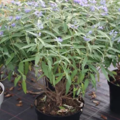 Caryopteris (Caryopteris Clandonensis 'Blue Empire')