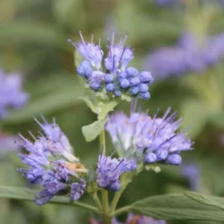 Caryopteris (Caryopteris Clandonensis 'Blue Empire') -Tuin Stek Verkoop caryopteris clan blue empire 3