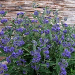 Caryopteris (Caryopteris Clandonensis 'Thetis') -Tuin Stek Verkoop caryopteris clandonensis thetis 1