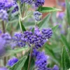 Caryopteris (Caryopteris Clandonensis 'Thetis')