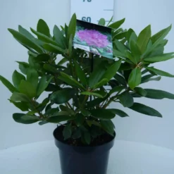Rhododendron (Rhododendron Catawbiense 'Boursault') -Tuin Stek Verkoop cat. boursalt c5 voor