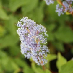 Amerikaanse Sering (Ceanothus 'Gloire De Versailles') -Tuin Stek Verkoop ceanothus delilianus gloire de versailles 1