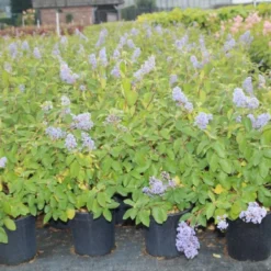 Amerikaanse Sering (Ceanothus 'Gloire De Versailles') -Tuin Stek Verkoop ceanothus delilianus gloire de versailles 3