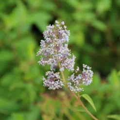 Amerikaanse Sering (Ceanothus 'Gloire De Versailles') -Tuin Stek Verkoop ceanothus delilianus gloire de versailles 3 1