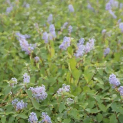 Amerikaanse Sering (Ceanothus 'Gloire De Versailles') -Tuin Stek Verkoop ceanothus delilianus gloire de versailles 4
