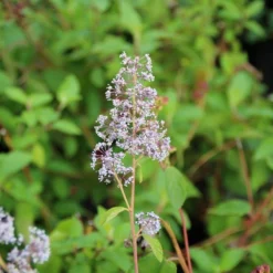 Amerikaanse Sering (Ceanothus 'Gloire De Versailles') -Tuin Stek Verkoop ceanothus delilianus gloire de versailles 4 1