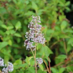 Amerikaanse Sering (Ceanothus 'Gloire De Versailles') -Tuin Stek Verkoop ceanothus delilianus gloire de versailles 5