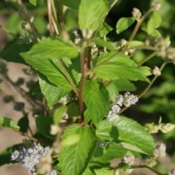 Amerikaanse Sering (Ceanothus 'Gloire De Versailles') -Tuin Stek Verkoop ceanothus gloire de versaille