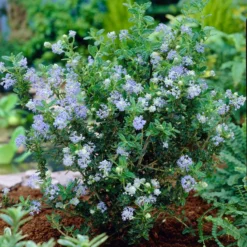 Amerikaanse Sering (Ceanothus 'Puget Blue')