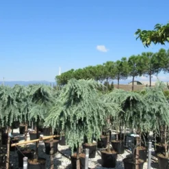 Treurceder Op Stam (Cedrus Libani 'Glauca Pendula') -Tuin Stek Verkoop cedrus