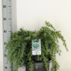 Ceder (Cedrus Deodara 'Feelin Blue') -Tuin Stek Verkoop cedrus deodara feelin blue c5 m