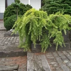 Ceder (Cedrus Deodara 'Golden Horizon') -Tuin Stek Verkoop cedrus deodara golden horizon