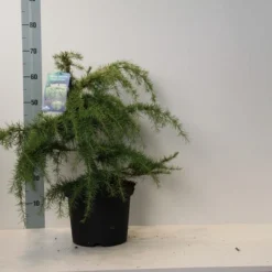 Ceder (Cedrus Deodara 'Golden Horizon') -Tuin Stek Verkoop cedrus deodara golden horizon 40 50 cm c7.5