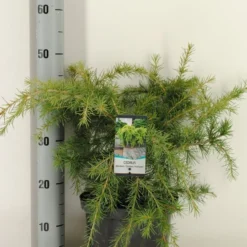 Ceder (Cedrus Deodara 'Golden Horizon') -Tuin Stek Verkoop cedrus deodara golden horizon c5 m