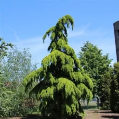 Treurceder (Cedrus Deodara 'Pendula') -Tuin Stek Verkoop cedrus deodara pendula
