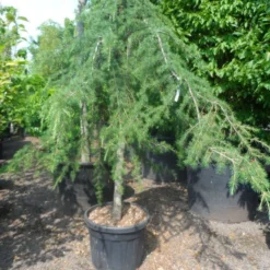 Treurceder (Cedrus Deodara 'Pendula') -Tuin Stek Verkoop cedrus deodara pendula 20 25ho c110