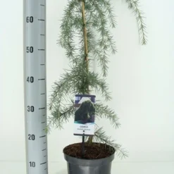 Treurceder (Cedrus Deodara 'Pendula') -Tuin Stek Verkoop cedrus deodara pendula c3 m 1