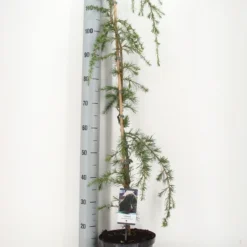 Treurceder (Cedrus Deodara 'Pendula') -Tuin Stek Verkoop cedrus deodara pendula c5 m 1 1