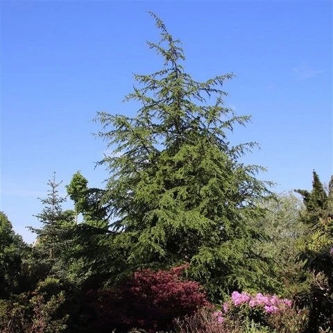 Libanonceder (Cedrus Libani) 1 Libanonceder (Cedrus Libani)