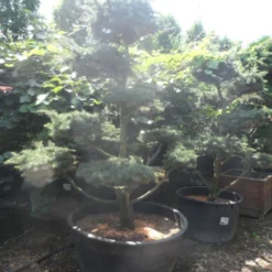 Libanonceder Als Bonsai (Cedrus Libani) -Tuin Stek Verkoop cedrus libani bonsai 180 200 c500