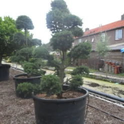 Libanonceder Als Bonsai (Cedrus Libani) -Tuin Stek Verkoop cedrus libani bonsai c750 3