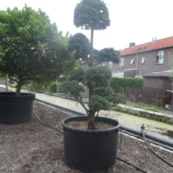 Libanonceder Als Bonsai (Cedrus Libani) -Tuin Stek Verkoop cedrus libani bonsai c750 5