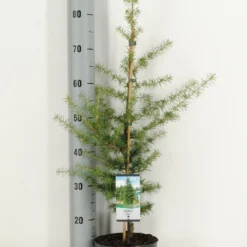 Libanonceder (Cedrus Libani) -Tuin Stek Verkoop cedrus libani c3 m 1