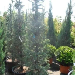 Zuilvormige Ceder (Cedrus Libani 'Fastigiata') -Tuin Stek Verkoop cedrus libani fastigiata 175 200 250