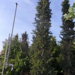 Zuilvormige Ceder (Cedrus Libani 'Fastigiata') -Tuin Stek Verkoop cedrus libani fastigiata 300 350 c250 1