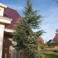 Atlasceder (Cedrus Libani 'Glauca') -Tuin Stek Verkoop cedrus libani glauca