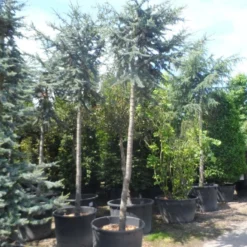 Atlasceder (Cedrus Libani 'Glauca') -Tuin Stek Verkoop cedrus libani glauca 25 30ho c240