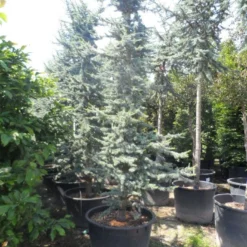 Atlasceder (Cedrus Libani 'Glauca') -Tuin Stek Verkoop cedrus libani glauca 350 400 c240