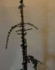 Treurceder Als Boom (Cedrus Libani 'Glauca Pendula') -Tuin Stek Verkoop cedrus libani glauca pendula