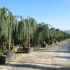 Treurceder Als Boom (Cedrus Libani 'Glauca Pendula') -Tuin Stek Verkoop cedrus libani glauca pendula 2 1