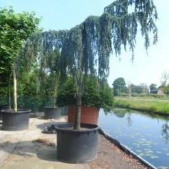 Treurceder Als Boom (Cedrus Libani 'Glauca Pendula') -Tuin Stek Verkoop cedrus libani glauca pendula 35 40ho c1000 1