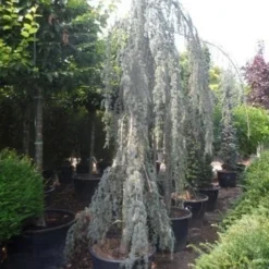 Treurceder Als Boom (Cedrus Libani 'Glauca Pendula') -Tuin Stek Verkoop cedrus libani glauca pendula 350 400 c160 1