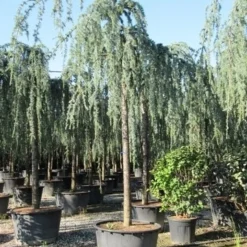 Treurceder Als Boom (Cedrus Libani 'Glauca Pendula') -Tuin Stek Verkoop cedrus libani glauca pendula 3 1