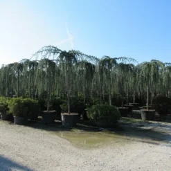 Treurceder Als Boom (Cedrus Libani 'Glauca Pendula') -Tuin Stek Verkoop cedrus libani glauca pendula 4