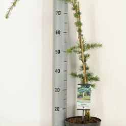 Treurceder Als Boom (Cedrus Libani 'Glauca Pendula') -Tuin Stek Verkoop cedrus libani glauca pendula c3 m