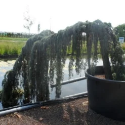 Treurceder Als Boom (Cedrus Libani 'Glauca Pendula') -Tuin Stek Verkoop cedrus libani glauca pendula halfstam c1000 solitair 1