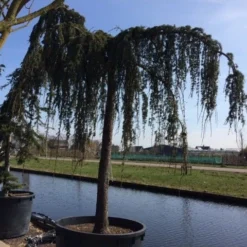 Treurceder Als Boom (Cedrus Libani 'Glauca Pendula') -Tuin Stek Verkoop cedrus libani glauca pendula hoogstam solt