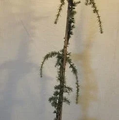 Treurceder Als Boom (Cedrus Libani 'Glauca Pendula') -Tuin Stek Verkoop cedrus libani glaucapendula150 175