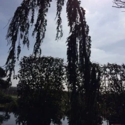 Treurceder Als Boom (Cedrus Libani 'Glauca Pendula') -Tuin Stek Verkoop cedrus libanica glauca pendula solitair geveerd