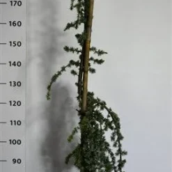 Treurceder (Cedrus Libani 'Glauca Pendula') -Tuin Stek Verkoop cedrusglaucape