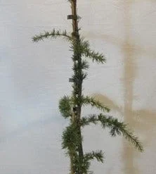 Treurceder Als Boom (Cedrus Libani 'Glauca Pendula') -Tuin Stek Verkoop celibanicaglauca pendula080